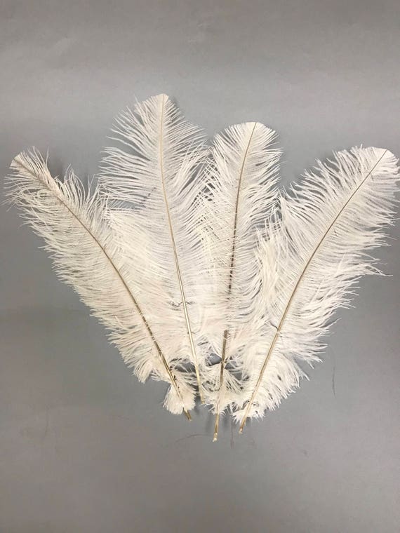 100pc, Ostrich Feathers 12-14, Natural off White, for Centerpieces