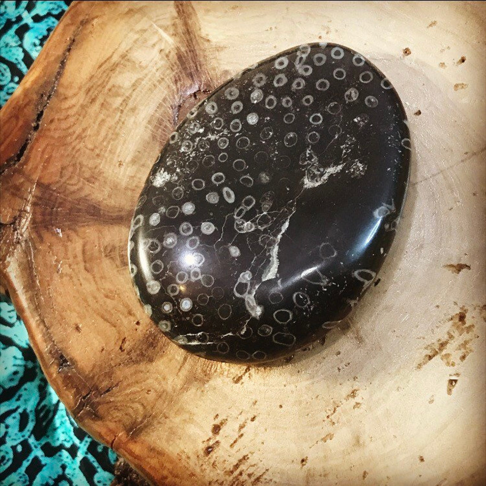 Polished Fossil Tube Worm River Rock Etsy