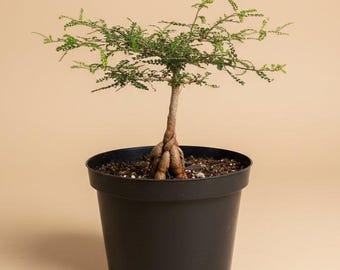 Operculicarya Decaryi - Elephant Tree