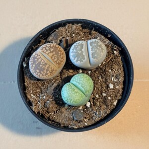 Lithop Living Stones - Split Rock 1 Pot of 3