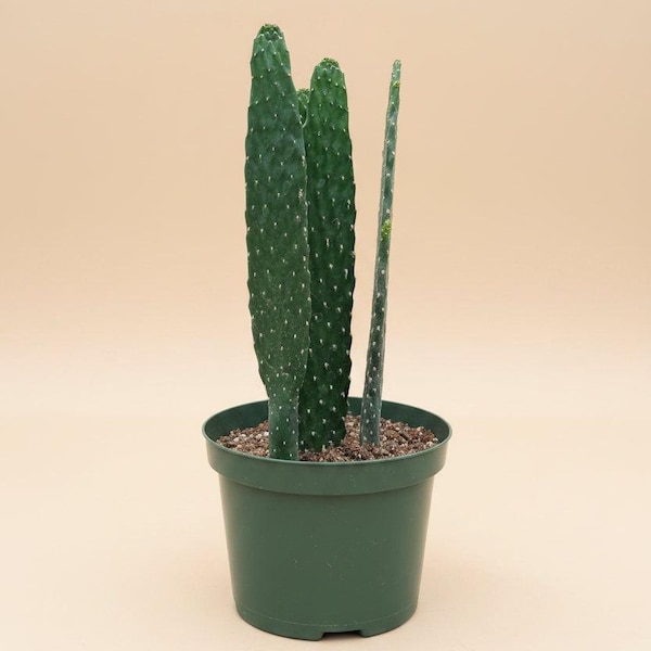 Consolea rubescens - Road Kill Cactus 8” Pot