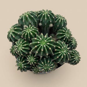 Easter Lilly Cactus 8” pot