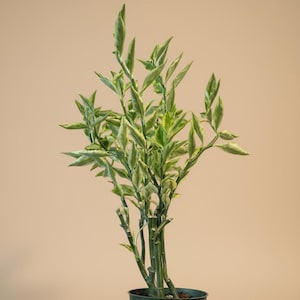 Euphorbia tithymaloides 'Splish Splash' - Variegated Devil’s Backbone - 4.5” pot