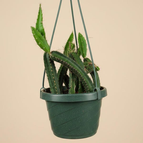 Dog Tail Cactus - Selenicereus testudo 6” HB