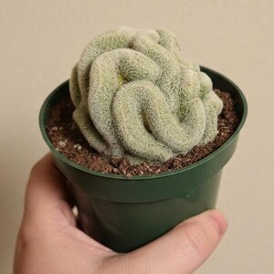Mammillaria Perbella Cristata - Brain Cactus - 4.5” pot