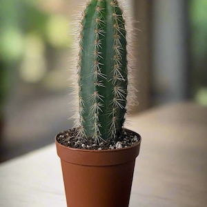 Blue Torch Cactus - Pilosocereus pachycladus 2” Growers Pot.