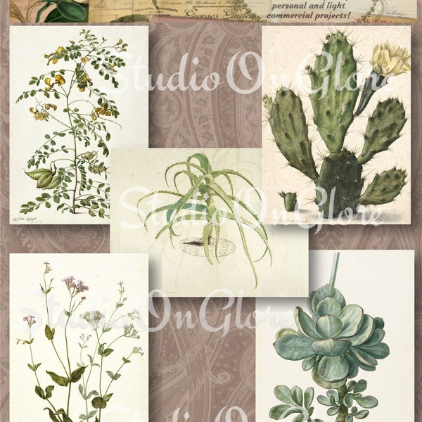 Vintage Botanical Watercolor Illustrations: 5 Full-Page Printable Kit. Art for Junk Journal, Decoupage, Card Making, Home Decor, Scrapbook