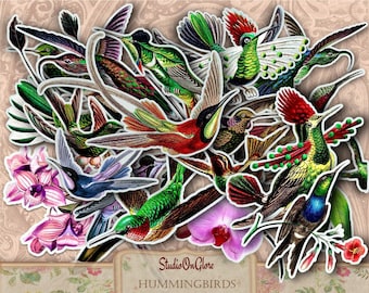 Fussy Cut Hummingbird, Junk Journal Kit, Clip art, Digital Download, Vintage Printable Birds, Ephemera, Stickers, Scrapbooking, Cardmaking