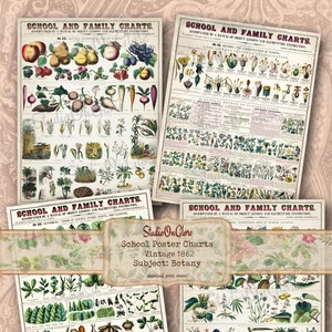 Cartes de botanique scolaire de 1862. Quatre affiches de 8,5 x 11 po. représentant des fruits et des légumes. Éphémères numériques à imprimer pour des journaux indésirables, des albums de coupures, des découpages.