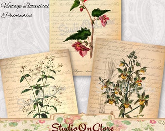 May include: Three vintage botanical illustrations, each featuring a different plant with delicate flowers. The illustrations are printed on a cream-colored background with handwritten text.