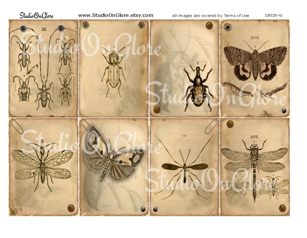 Grungy Insect &amp; Botanical Printable Images 8 Instant Download - Etsy