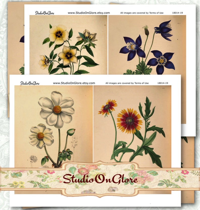 4 Beautifully aged 5x7 Vintage BOTANICAL Printable Illustrations. Junk Journal, Scrapbook, Decoupage, Candle and Card Making, Home Decor image 2