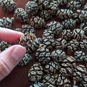 Può includere: Una collezione di piccole pigne grigie e marroni, alcune delle quali hanno una sfumatura verde. Le pigne sono sparse su una superficie di legno.