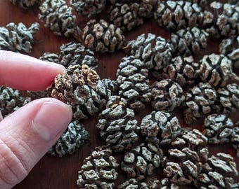 Redwood cones, 50+ real natural cones, for dollhouses, fairy gardens, natural history, curiosity cabinets, decor, crafting
