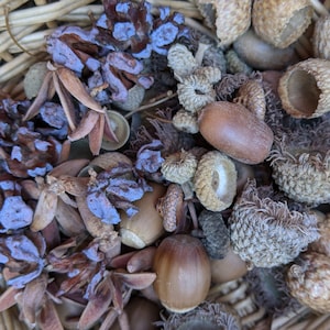May include: A wicker basket brimming with natural items. It features acorns, dried seed pods, and blue-tinged dried flowers. The acorns are of various sizes and shapes, some still in their cups. The arrangement presents a mix of textures and colours.