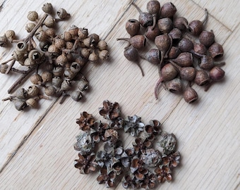 Pequeñas cápsulas leñosas, más de 50 conos diminutos, elige entre estrellas de manuka, campanas de eucalipto, copas de eucalipto, lágrimas de eucalipto, mezcla