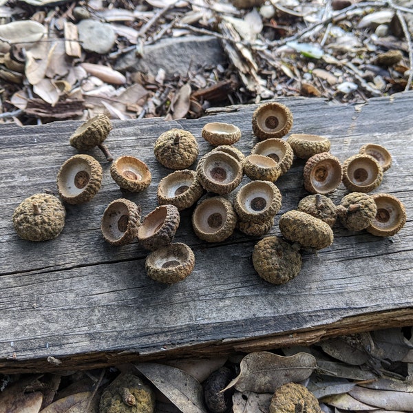 Live oak acorn caps, 50+, California canyon live oak (Quercus chrysolepis), crafts, felted acorns, doll hats or dishes, Waldorf, Montessori