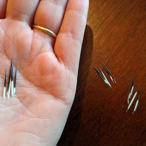 Puede incluir: Primer plano de púas de puercoespín, negras y blancas con una punta afilada. Algunas púas se sostienen en una mano con un anillo dorado, mientras que otras están dispersas sobre una superficie de madera marrón oscuro. Las púas son un elemento natural y texturizado.