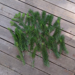 Puede incluir: Una colección de ramas de pino verdes dispuestas sobre una superficie de madera.