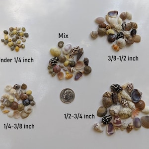 Könnte beinhalten: Sortiment von Muscheln in verschiedenen Größen, von unter 1/4 Zoll bis 3/8-1/2 Zoll. Die Muscheln sind in verschiedenen Farben, darunter Weiß, Braun, Beige und Schwarz. Die Muscheln sind in fünf Gruppen angeordnet, die mit ihrer Größe beschriftet sind.
