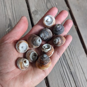 May include: A collection of small, rounded sea snail shells with swirling patterns in shades of brown, tan, gray, and white. The shells feature smooth, spiraled exteriors and hollow, circular openings, displaying natural variations in color and texture.