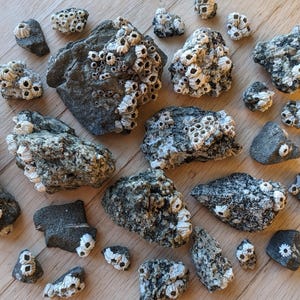 May include: A collection of gray rocks with clusters of white barnacles. The rocks vary in size and shape, scattered on a light-colored wooden surface. The barnacles have a textured appearance.