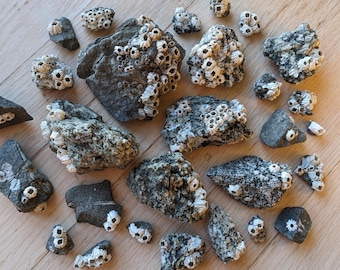 Purple Barnacle Clusters - Megabalanus Tintinnabulum - Coastal