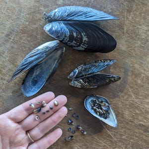 Puede incluir: Una colección de conchas de mejillón de color azul oscuro y negro de varios tamaños, que incluye varias conchas grandes abiertas y un grupo de conchas diminutas, lisas y ovaladas en la palma de una mano y dentro de un fragmento.
