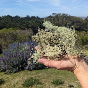 May include: A handful of dried, light green Spanish moss, held against a backdrop of green trees, purple flowers, and a blue sky. The moss appears to be freshly harvested, with a natural, textured appearance. The image is taken outdoors in natural light.
