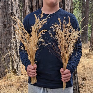 May include: Two bundles of dried wheat-colored grasses are held in front of a person. The grasses are tied together at the base. The person is wearing a navy blue long-sleeved shirt and gray sweatpants. The background features tall trees and dry grass.