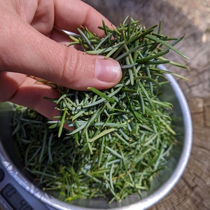 Puede incluir: Primer plano de un cuenco de metal lleno de agujas de pino verdes frescas que se pesan en una báscula digital. La báscula marca "0,40".