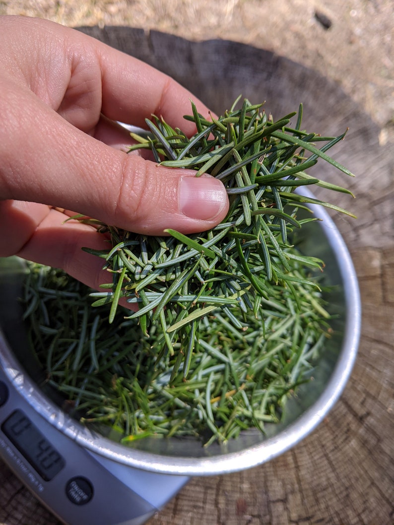  Primer plano de las agujas verdes de un abeto (Picea abies)