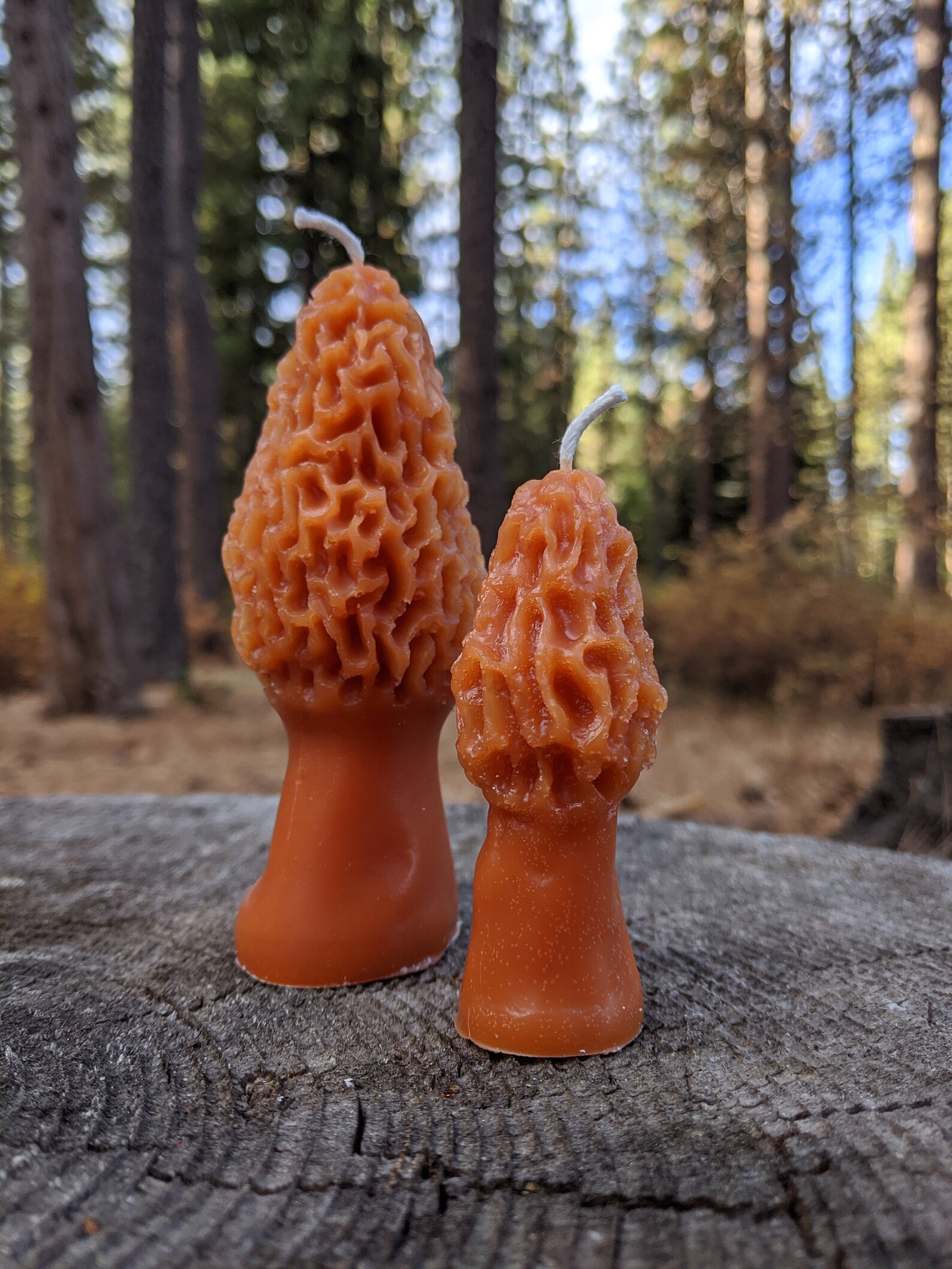 Morel Mushroom Candle Recycled Forest Candle Ecofriendly Etsy