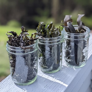 以下が含まれることがあります： 乾燥海藻が詰まったガラス瓶が3つ。瓶は透明なガラス製で、白い蓋が付いています。海藻は緑、茶色、黒など、さまざまな色をしています。