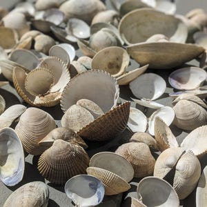 Clamshell pairs, real natural clams, variety of species, range of sizes, for crafting, display, homeschooling, marine study