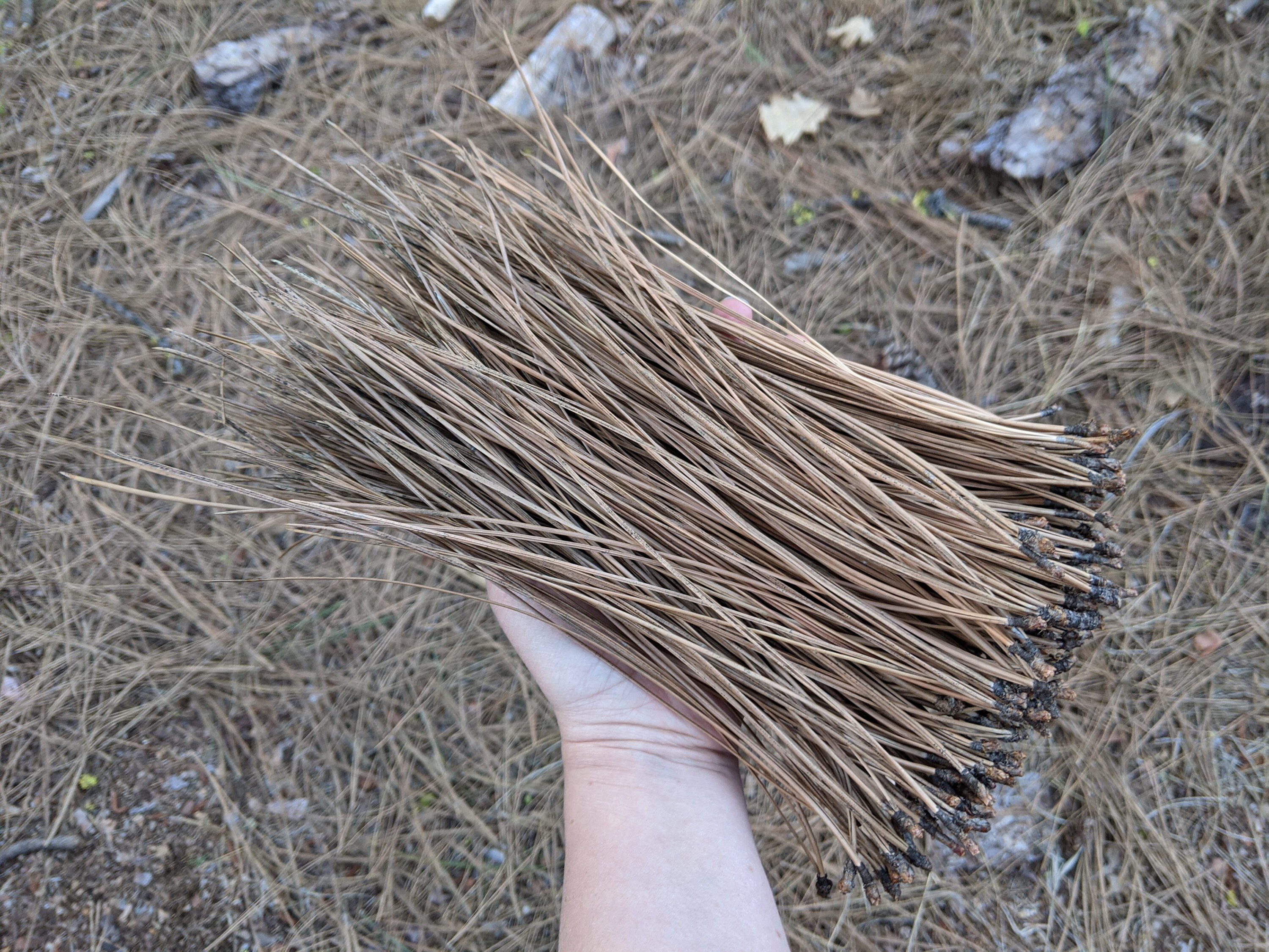 Ponderosa pine needles for basket making 8.511.5 inches Etsy