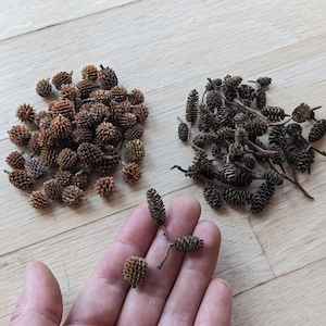 May include: A collection of small, brown alder cones and seed pods. The image shows two piles of cones and pods, with a few held in a hand. The cones are small, textured, and various shades of brown.