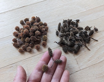 Tiny cones, 50+ tiny alder cones, casuarina cones, or mix, real natural cones for crafting, decor, miniatures, blackwater aquariums