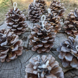 May include: A collection of brown pine cones with white string loops attached. The pine cones are arranged on a wooden surface.