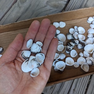 May include: A collection of small, white bivalve seashells featuring dark gray or black concentric markings. Several shells are held in an open palm, while the remaining shells are scattered inside a rectangular cardboard box.