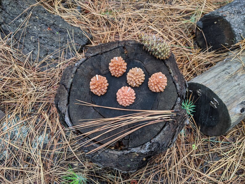 May include: Six small, peach-colored pine cone shaped candles arranged on a tree stump. The candles are surrounded by pine needles.