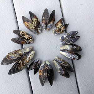 California mussel shells, pairs of real wild mussel shells, California coast bivalves, for crafting, display, homeschooling, marine study