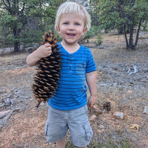 May include: A young child smiles while holding a large pine cone. The child wears a blue striped shirt, gray cargo shorts, and sandals. The background shows a forest setting with trees and dry ground.