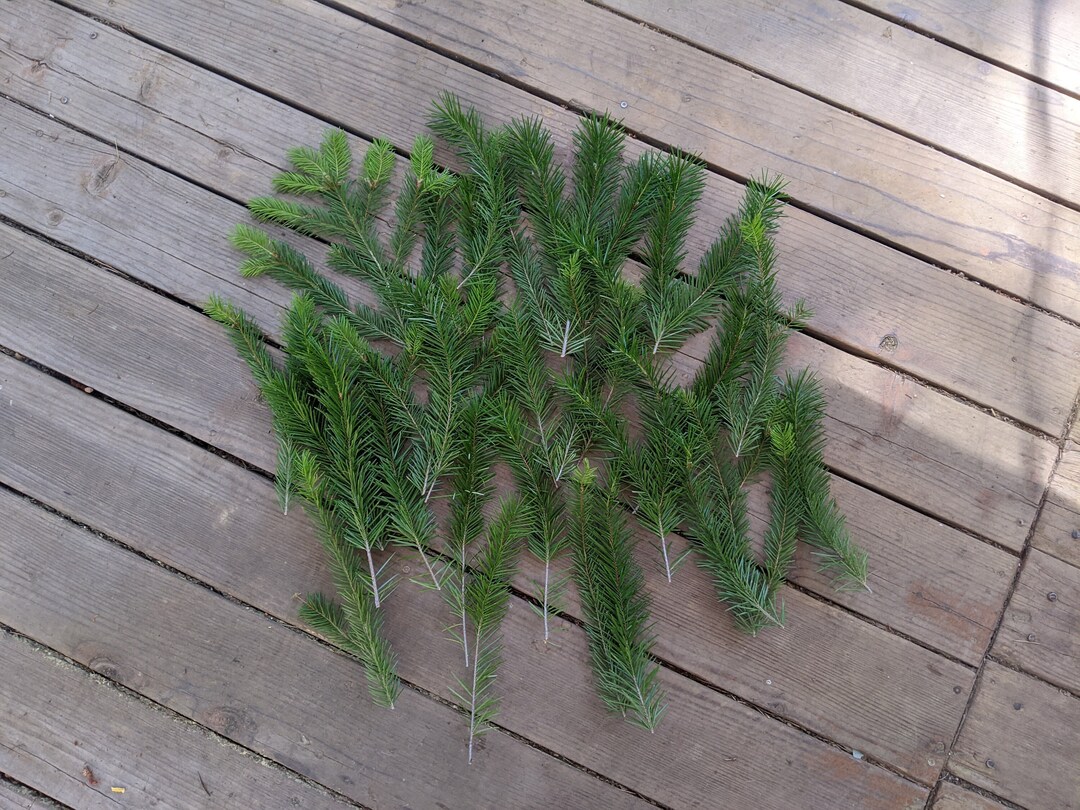 Douglas Fir Sprigs, 8 Oz Fresh Conifer Branchlets, Floral Arranging