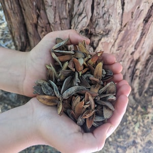Pode incluir: Um par de mãos segurando uma coleção de vagens secas, marrons. As vagens têm várias formas, algumas alongadas, outras mais largas. Um relógio azul é visível no pulso.