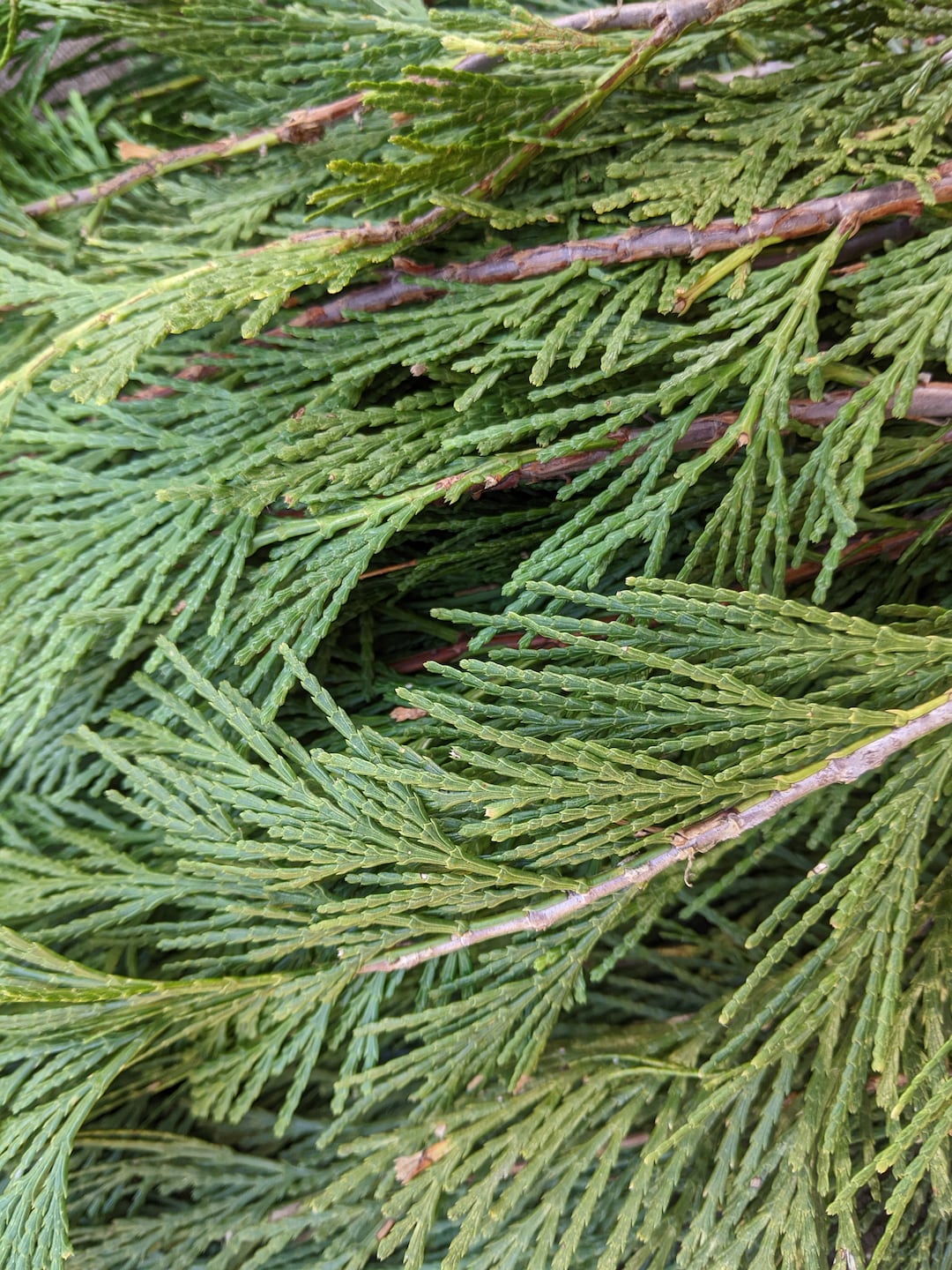 Incense Cedar Sprigs 12 Oz Fresh Evergreen Branchlets Etsy