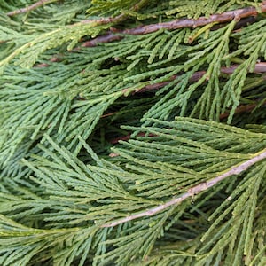May include: Close-up of a cluster of green cedar tree branches. The branches are densely packed with soft, feathery needles.