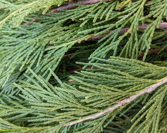 Incense cedar sprigs, 12 oz fresh evergreen branchlets, smudging, floral arranging, wreaths, weddings, decorating, sustainable, eco-friendly