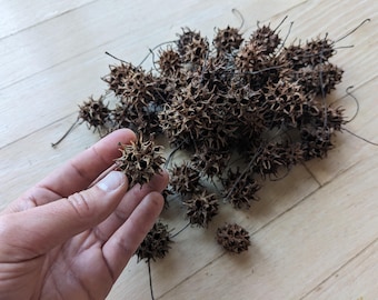 Kauwgomdozen, 50+ natuurlijke ronde stekelige wortelballen, zaaddozen om te knutselen, decor, terraria, aquaria, thuisonderwijs