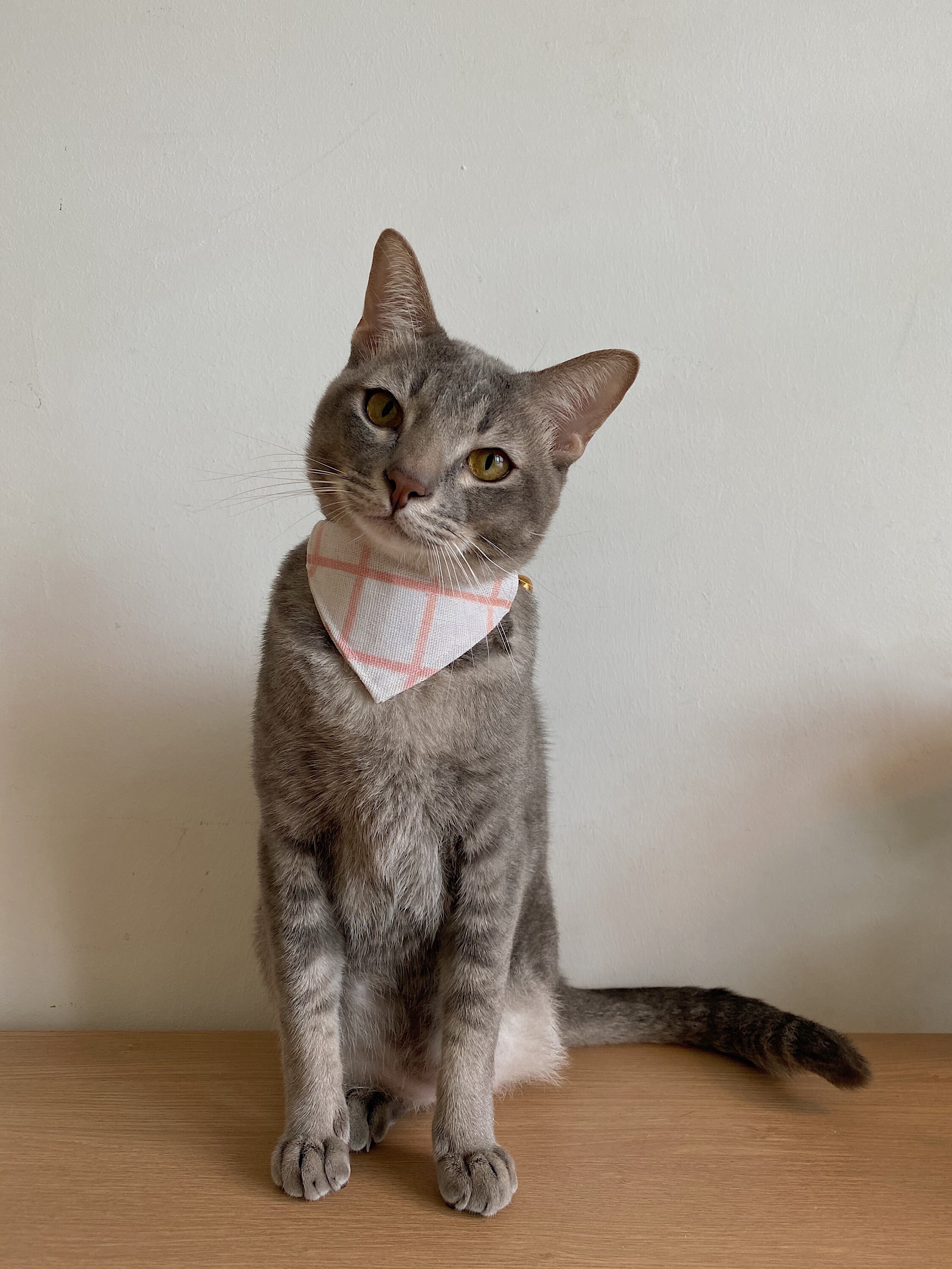 collar bandana gato